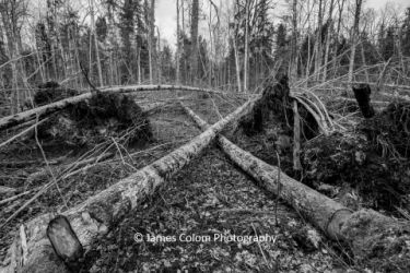 Black Alder Forest Trail in Kemeru National Park, Latvia
