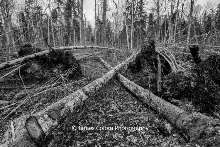 Black Alder Forest Trail in Kemeru National Park, Latvia