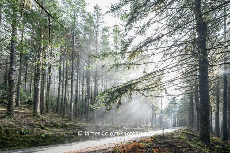 Foggy haze through trees on ER103 Road in Ribeiro Frio Forest, Funchal, Madeira, Portugal
