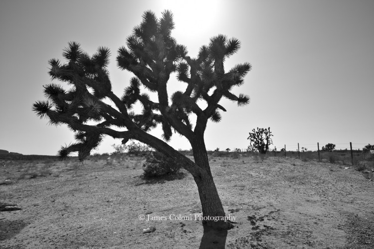 Joshua Tree on I-15