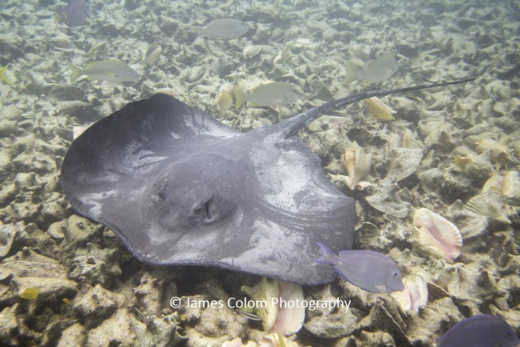 Manta Ray feeding