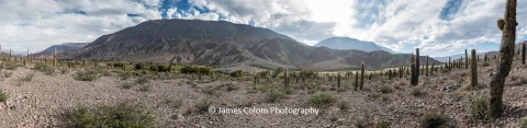 Valley of Cactus, Ruta 51, Salta, Argentina